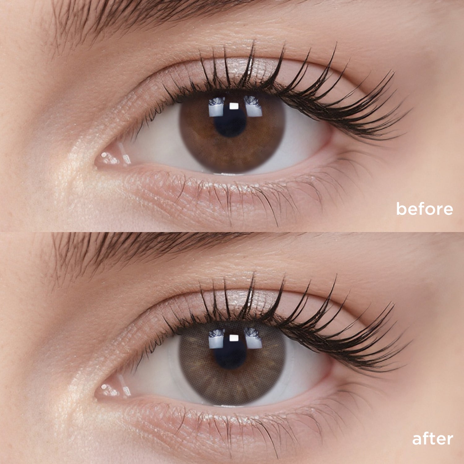 Eden Muses Gray grey color contacts
