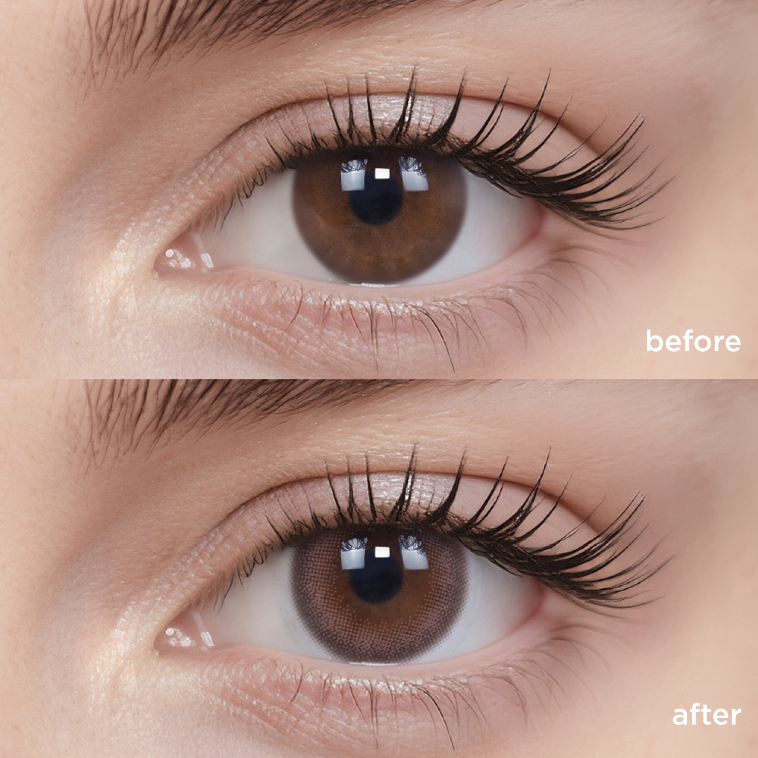 Camellia Brown brown color contacts