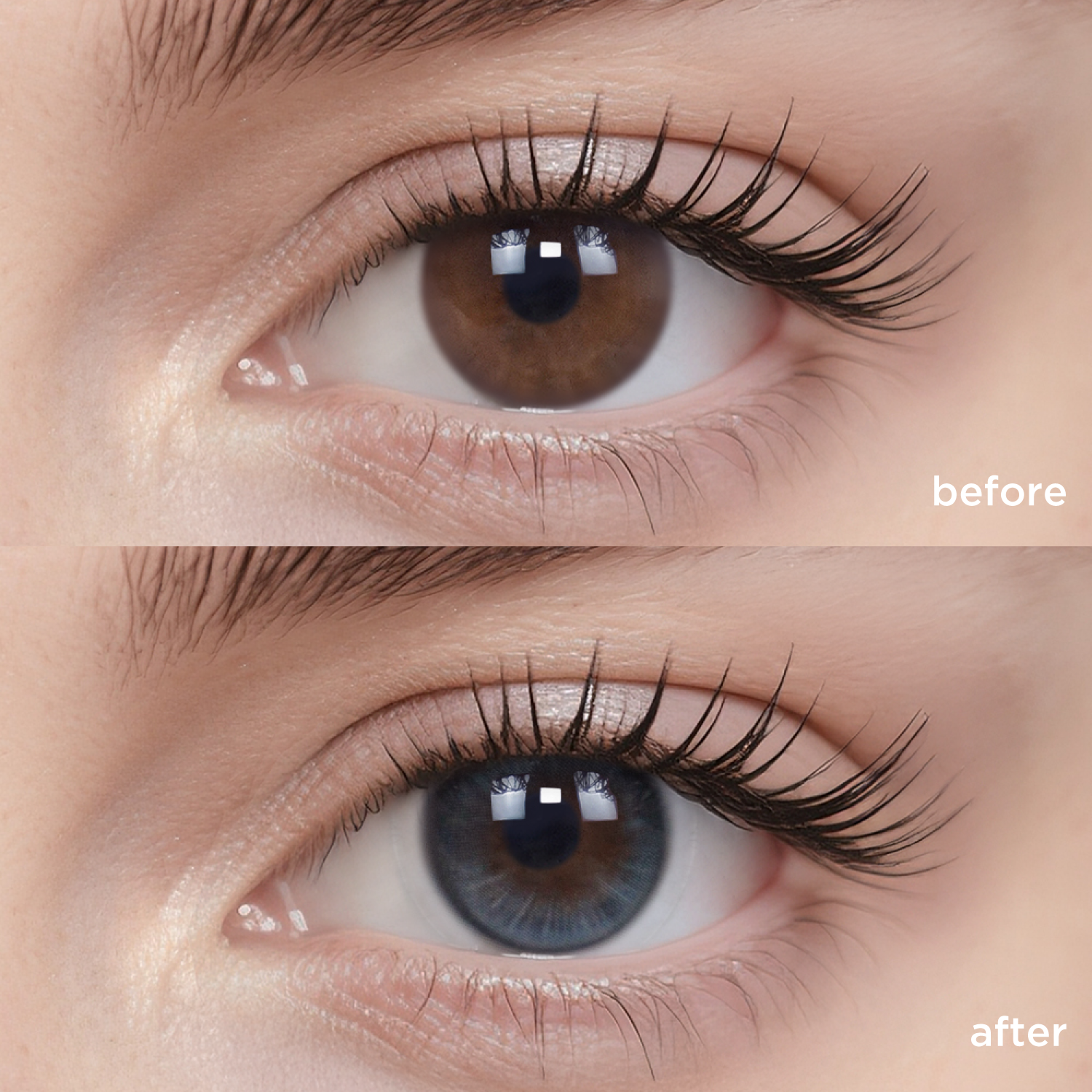 Blue Frost Oolong black color contacts
