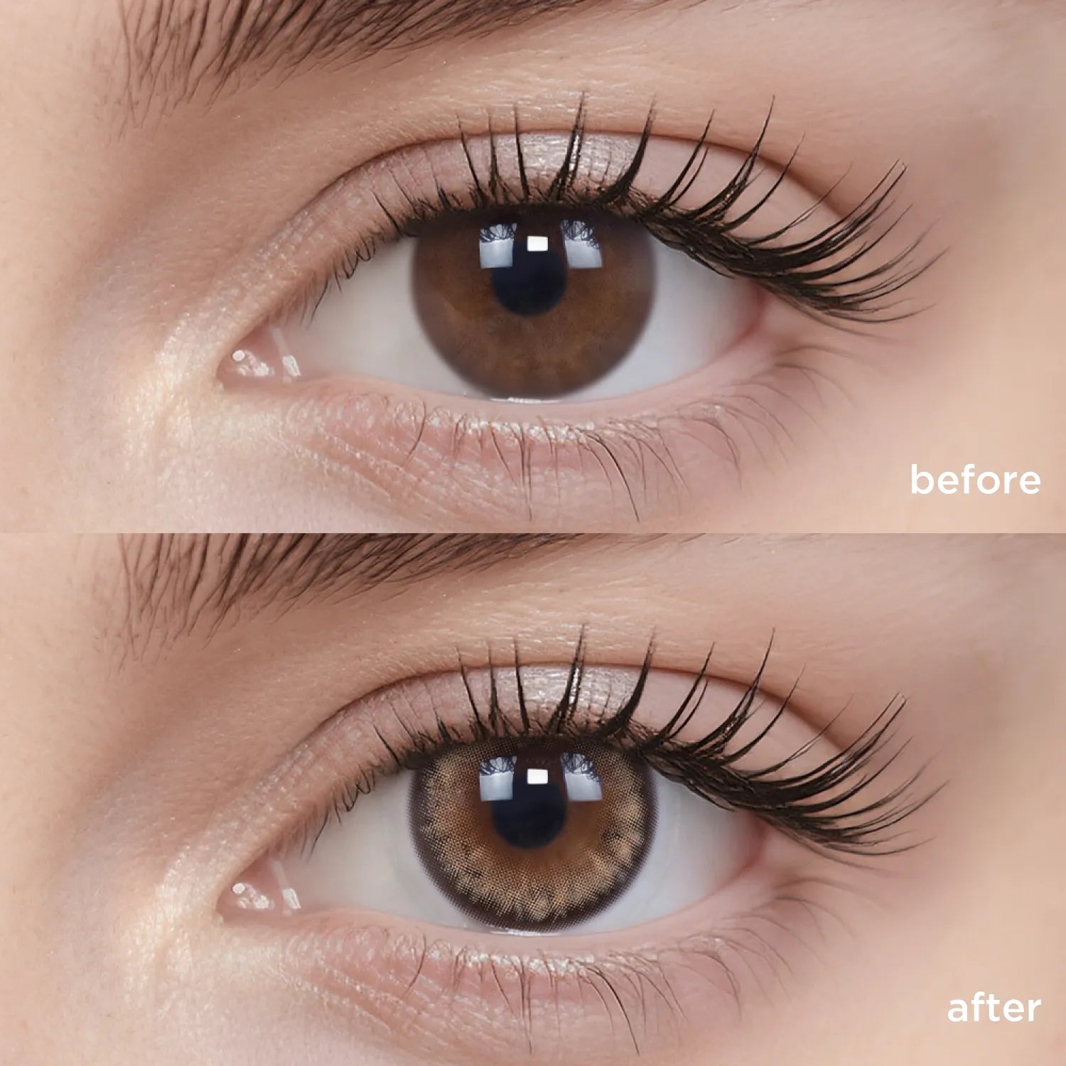 Fervor brown color contacts