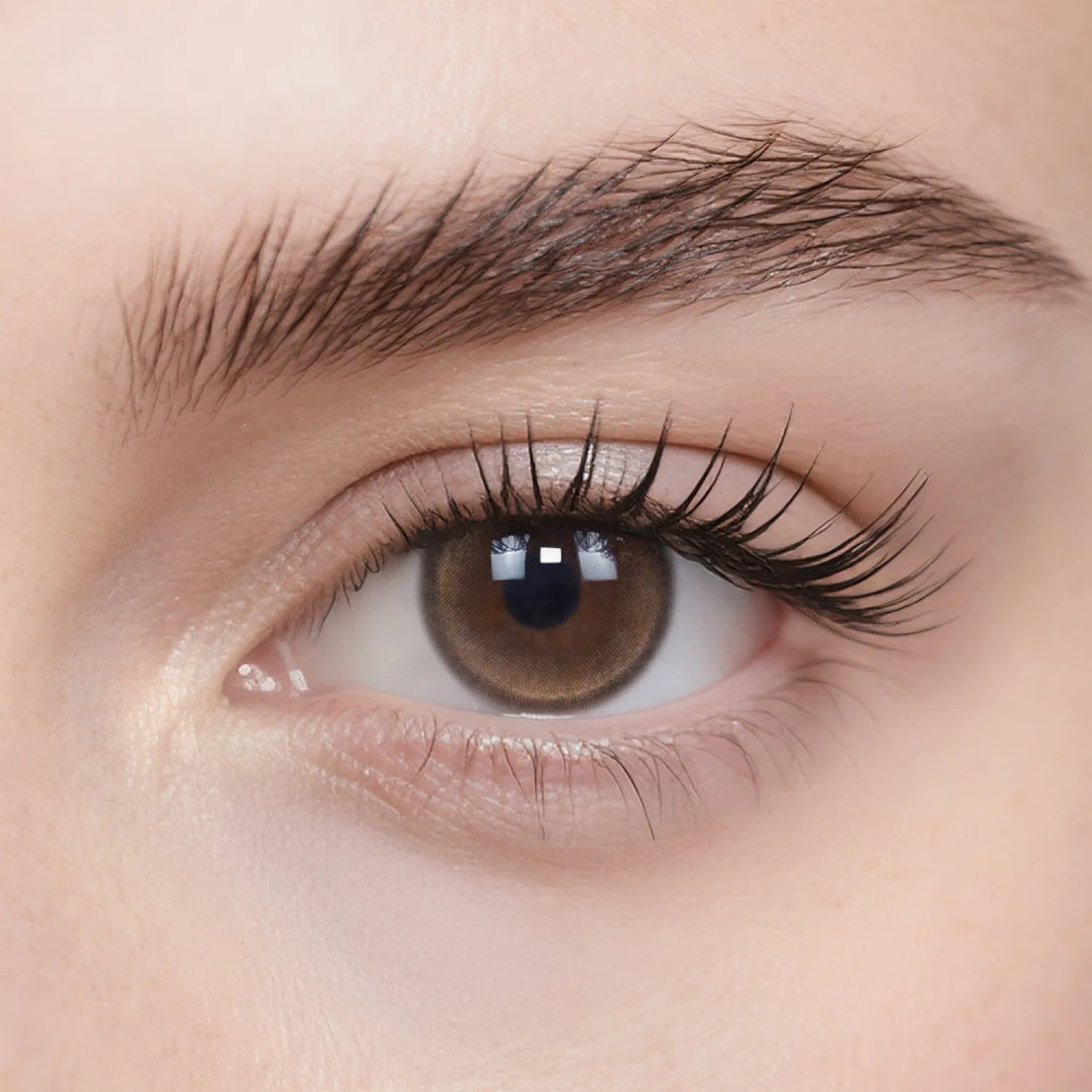 Fresh Brown Daily Color Contacts