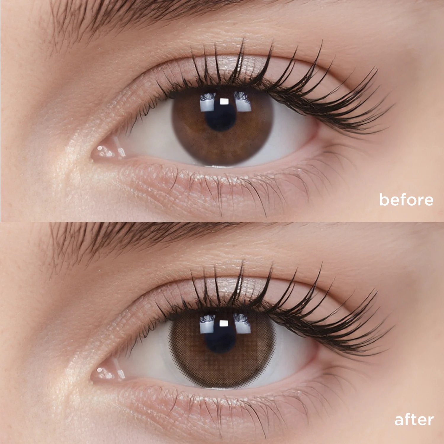 Latte Brown brown color contacts